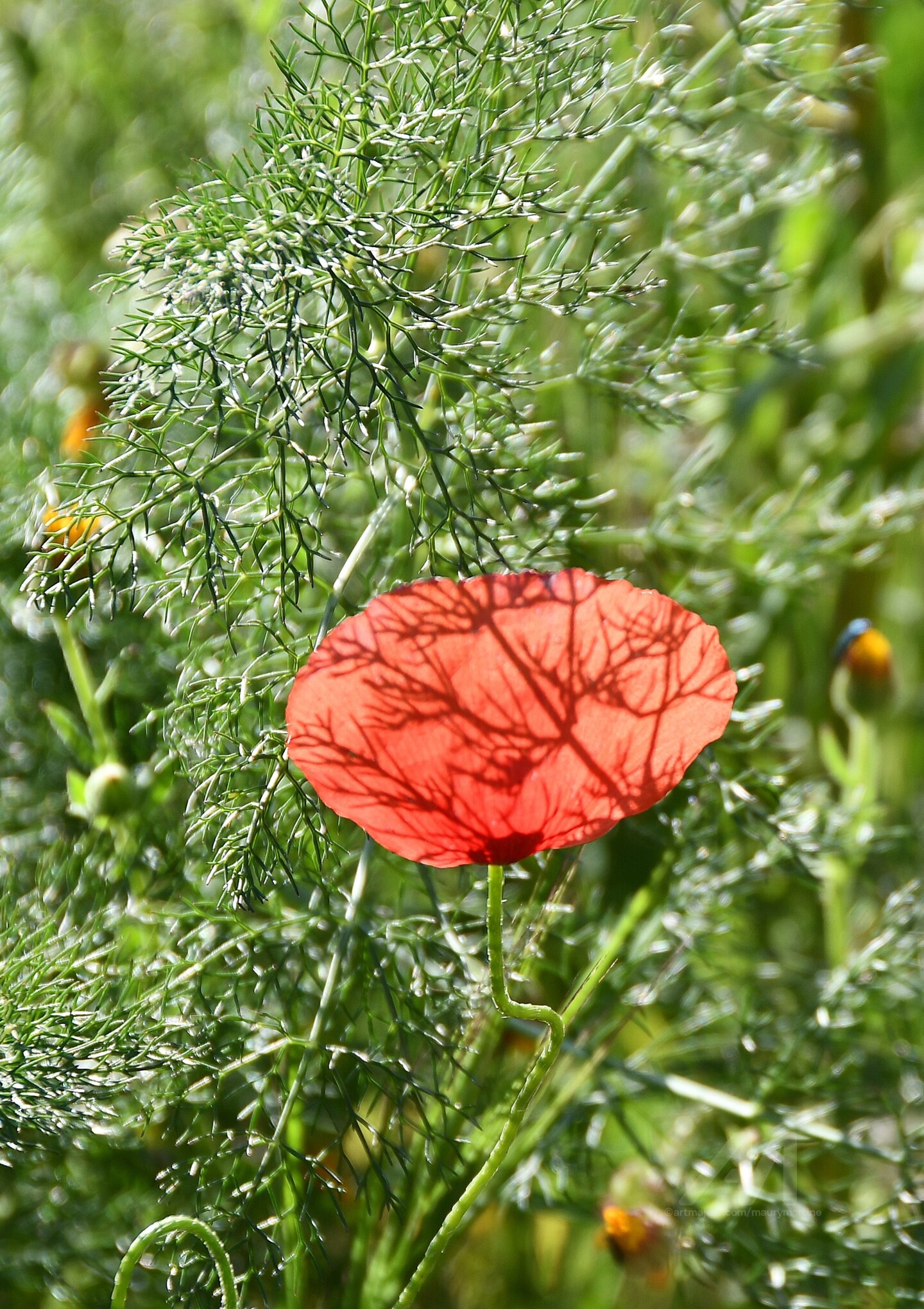Plantes et Fleurs par Martine Maury